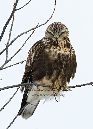 Buteo lagopus  ROUGH-LEGGED HAWK 7015781 z