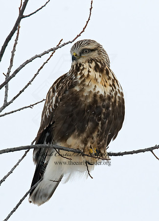 Buteo lagopus  ROUGH-LEGGED HAWK 7015786 z