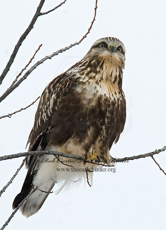 Buteo lagopus  ROUGH-LEGGED HAWK 7015772 z