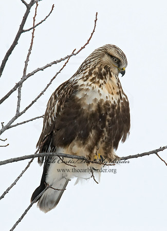Buteo lagopus  ROUGH-LEGGED HAWK 7015768 z