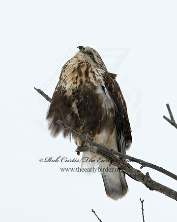 Buteo lagopus  ROUGH-LEGGED HAWK 7015746 z