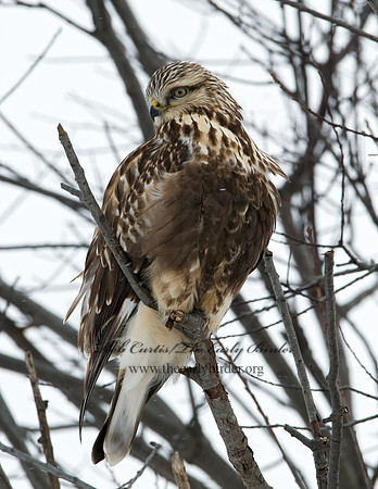 Buteo lagopus  ROUGH-LEGGED HAWK 7015763 z