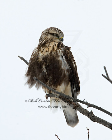 Buteo lagopus  ROUGH-LEGGED HAWK 7015745 z