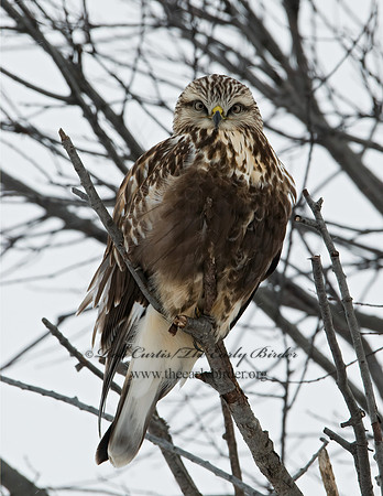 Buteo lagopus  ROUGH-LEGGED HAWK 7015752 z