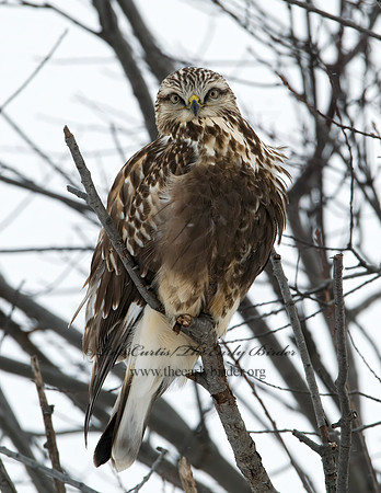 Buteo lagopus  ROUGH-LEGGED HAWK 7015760 z