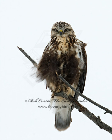 Buteo lagopus  ROUGH-LEGGED HAWK 7015740 z
