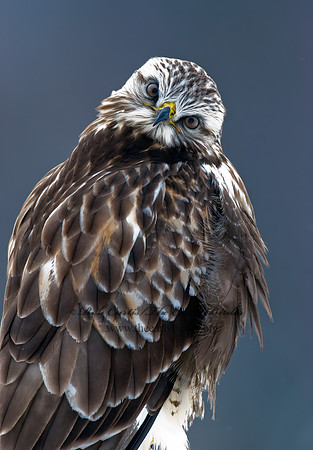 Buteo lagopus  ROUGH-LEGGED HAWK 7015728 z