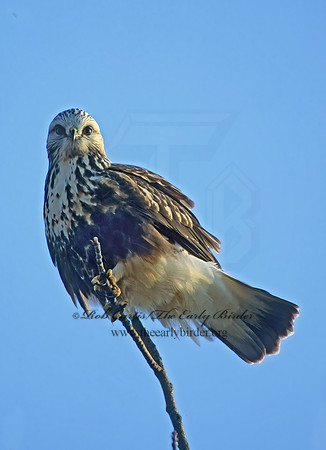 Buteo lagopus  ROUGH-LEGGED HAWK 61536 z