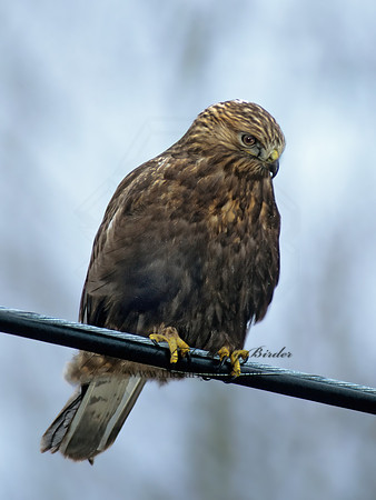 Buteo lagopus  ROUGH-LEGGED HAWK 63114 z