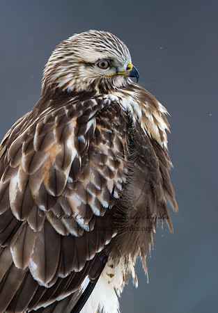 Buteo lagopus  ROUGH-LEGGED HAWK 7015725 z