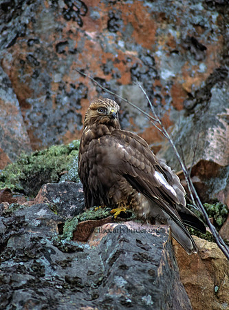Buteo lagopus  ROUGH-LEGGED HAWK 63109 z