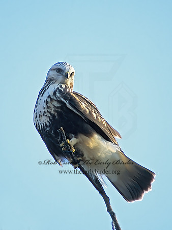 Buteo lagopus  ROUGH-LEGGED HAWK 61526 z