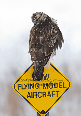 Buteo lagopus  ROUGH-LEGGED HAWK 7015717 z