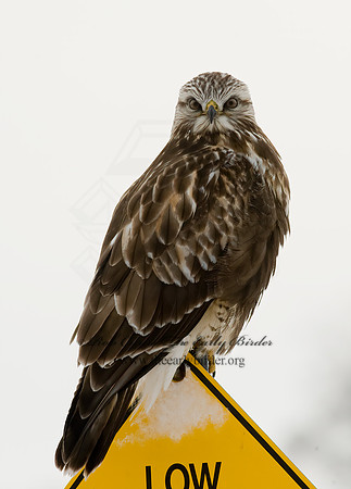 Buteo lagopus  ROUGH-LEGGED HAWK 8009684 z