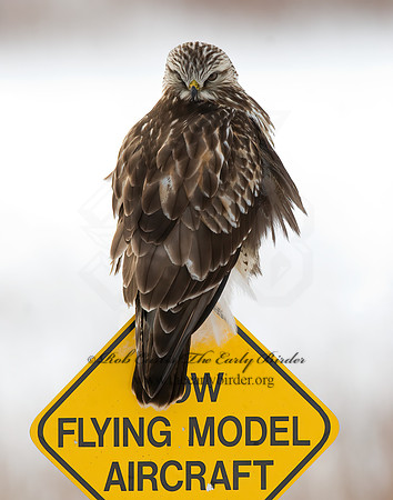 Buteo lagopus  ROUGH-LEGGED HAWK 7015715 z