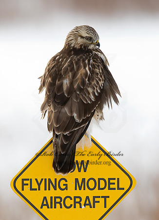 Buteo lagopus  ROUGH-LEGGED HAWK 7015713 z