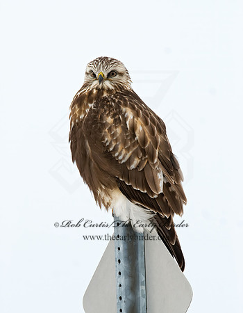Buteo lagopus  ROUGH-LEGGED HAWK 7015710 z