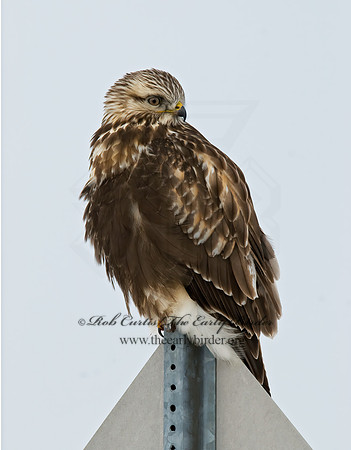 Buteo lagopus  ROUGH-LEGGED HAWK 7015707 z