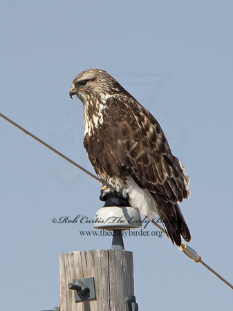 Buteo lagopus  ROUGH-LEGGED HAWK 9054475z