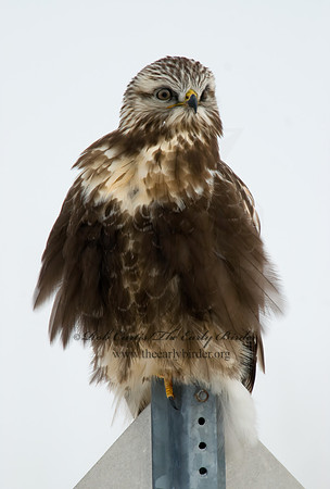 Buteo lagopus  ROUGH-LEGGED HAWK 7015704 z