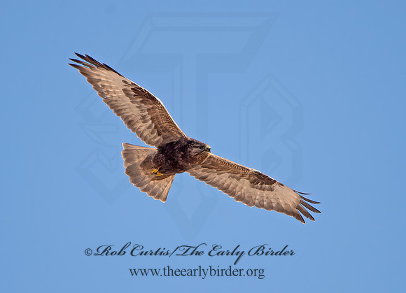 Buteo lagopus  ROUGH-LEGGED HAWK 9042163z
