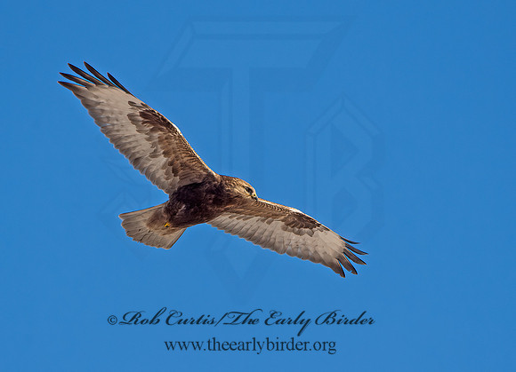 Buteo lagopus  ROUGH-LEGGED HAWK 9042243z