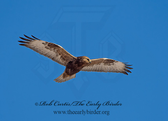 Buteo lagopus  ROUGH-LEGGED HAWK 9042241z