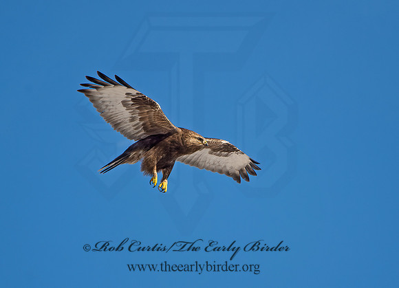 Buteo lagopus  ROUGH-LEGGED HAWK 9042192z