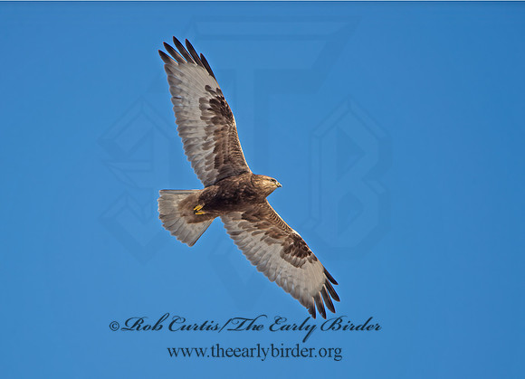 Buteo lagopus  ROUGH-LEGGED HAWK 9042095z