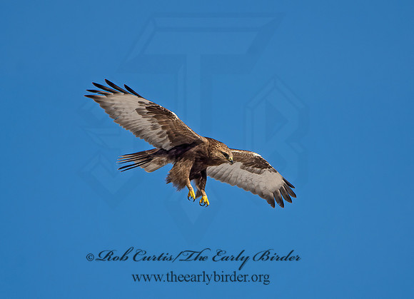 Buteo lagopus  ROUGH-LEGGED HAWK 9042193z