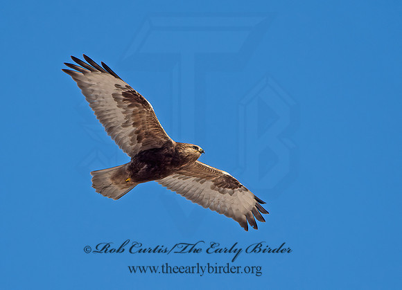 Buteo lagopus  ROUGH-LEGGED HAWK 9042244z