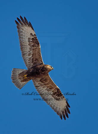 Buteo lagopus  ROUGH-LEGGED HAWK 9042104z