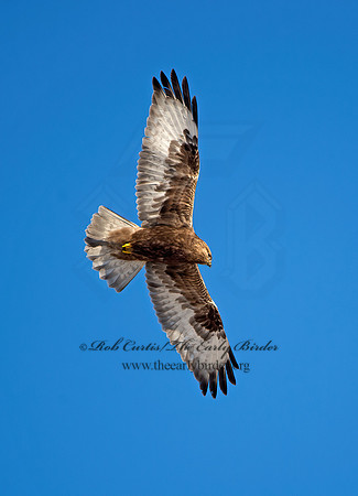 Buteo lagopus  ROUGH-LEGGED HAWK 9042188z