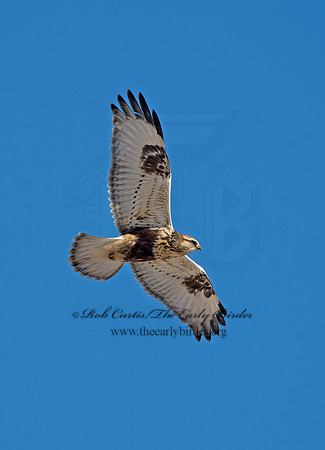 Buteo lagopus  ROUGH-LEGGED HAWK 9042249z