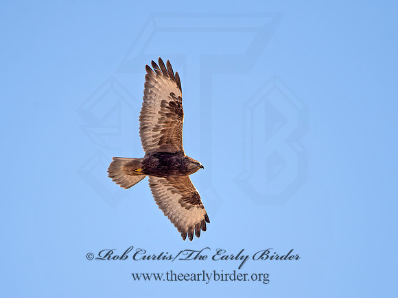 Buteo lagopus  ROUGH-LEGGED HAWK 9042202z