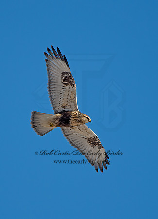 Buteo lagopus  ROUGH-LEGGED HAWK 9042340z