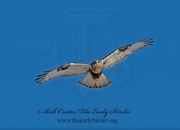 Buteo lagopus  ROUGH-LEGGED HAWK 9042250z