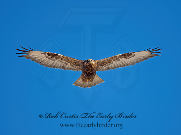 Buteo lagopus  ROUGH-LEGGED HAWK 9042103z