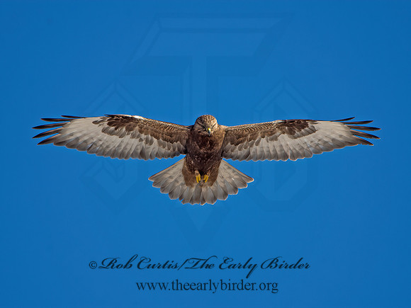 Buteo lagopus  ROUGH-LEGGED HAWK 9042111z