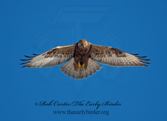 Buteo lagopus  ROUGH-LEGGED HAWK 9042112z