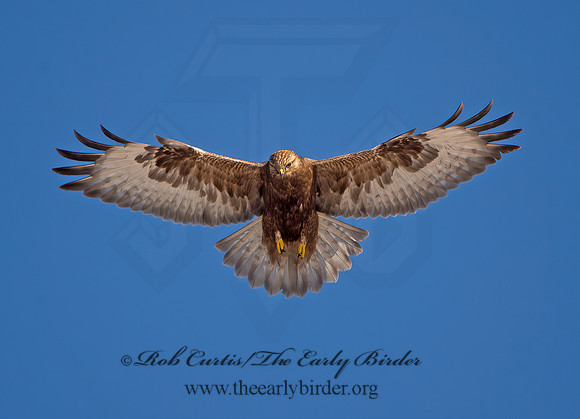 Buteo lagopus  ROUGH-LEGGED HAWK 9042146z