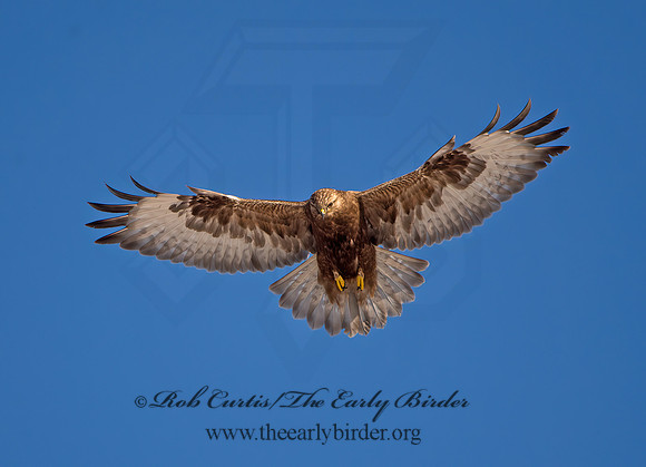 Buteo lagopus  ROUGH-LEGGED HAWK 9042149z