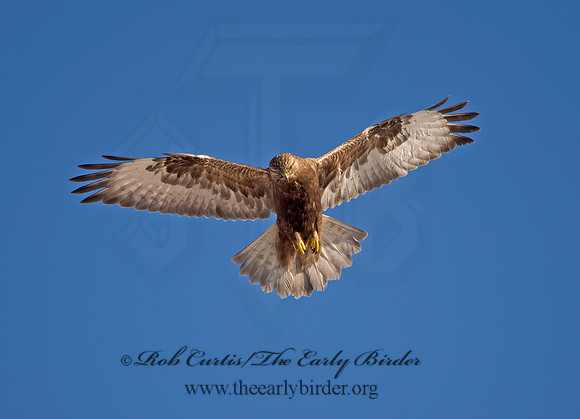 Buteo lagopus  ROUGH-LEGGED HAWK 9042157z