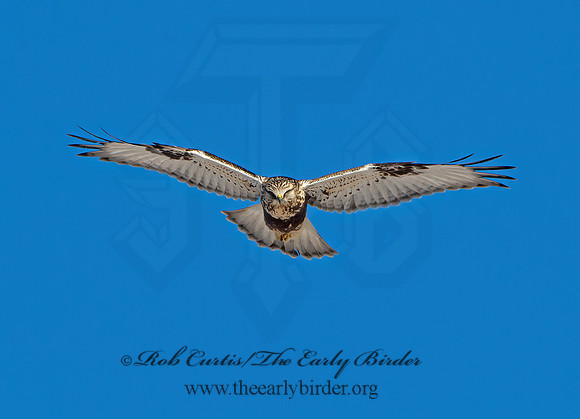 Buteo lagopus  ROUGH-LEGGED HAWK 9042264z