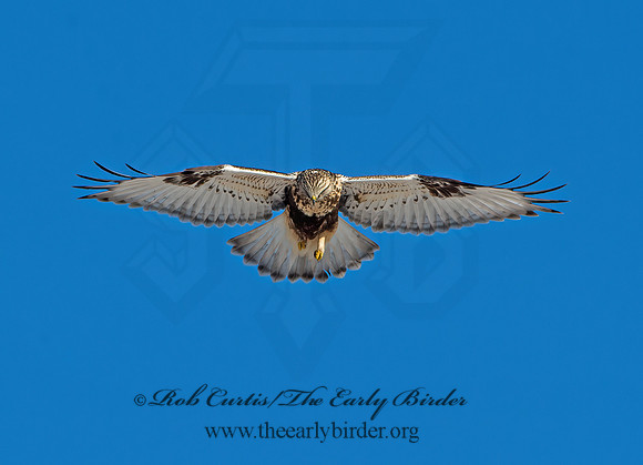 Buteo lagopus  ROUGH-LEGGED HAWK 9042271z