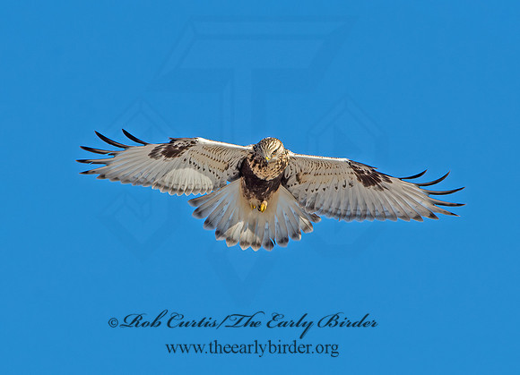 Buteo lagopus  ROUGH-LEGGED HAWK 9042280z