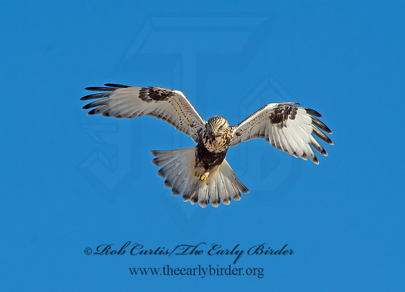 Buteo lagopus  ROUGH-LEGGED HAWK 9042281z