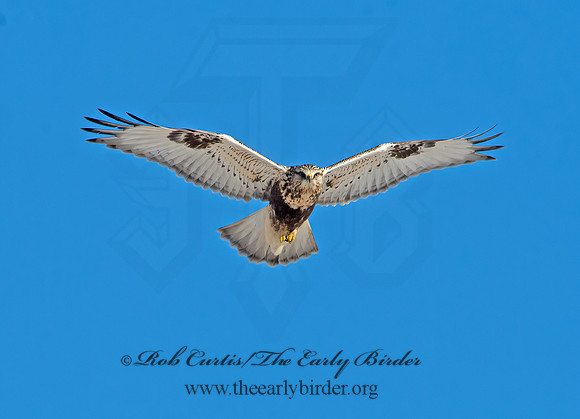Buteo lagopus  ROUGH-LEGGED HAWK 9042290z