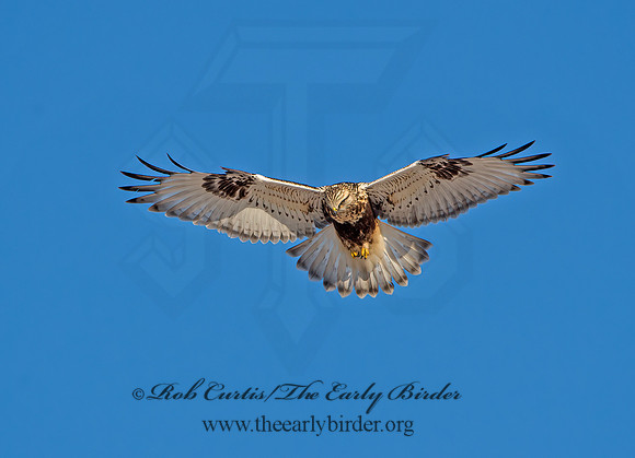 Buteo lagopus  ROUGH-LEGGED HAWK 9042328z