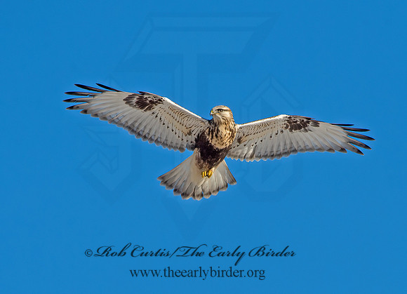 Buteo lagopus  ROUGH-LEGGED HAWK 9042297z